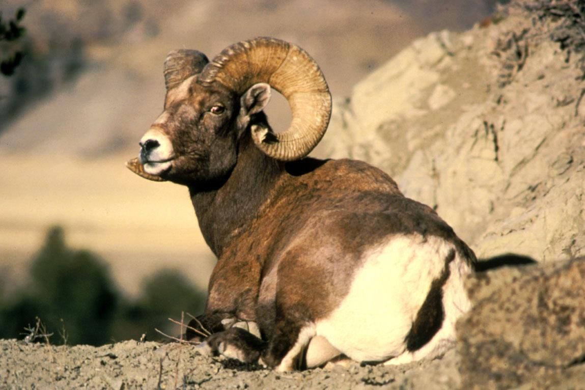 The Goat Horn [1972]